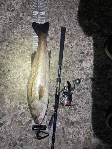 シーバスの釣果