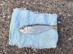 サッパの釣果