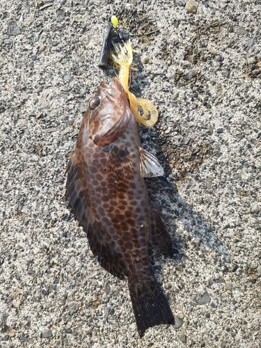 オオモンハタの釣果