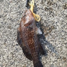 オオモンハタ