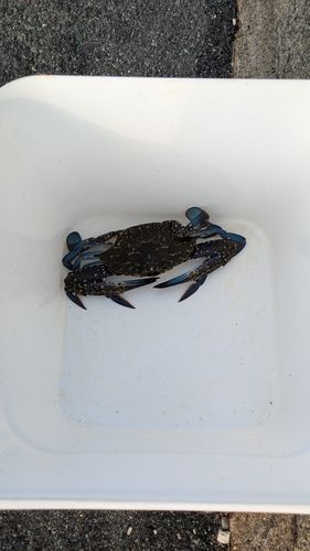 ワタリガニの釣果