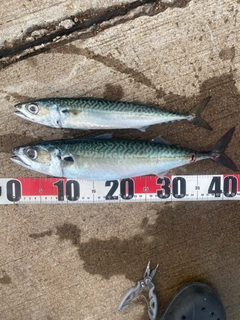 サバの釣果