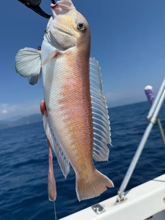 シロアマダイの釣果