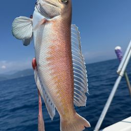 シロアマダイ