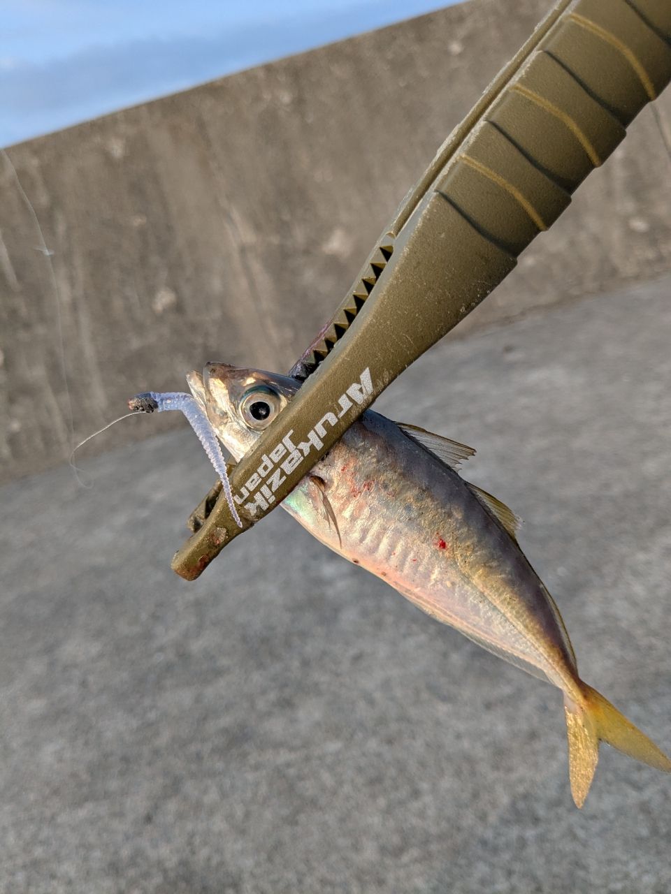 アジ
