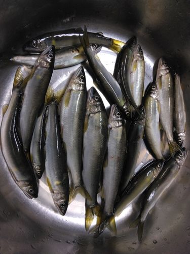 アユの釣果