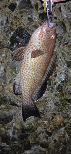 オオモンハタの釣果