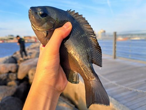 メジナの釣果