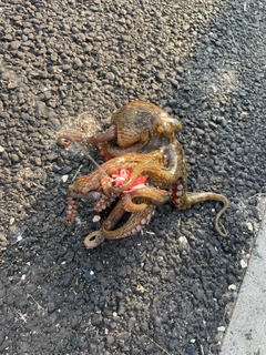 タコの釣果