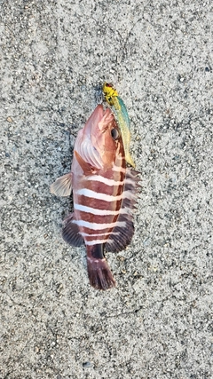 マハタの釣果