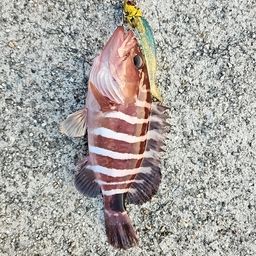 マハタ