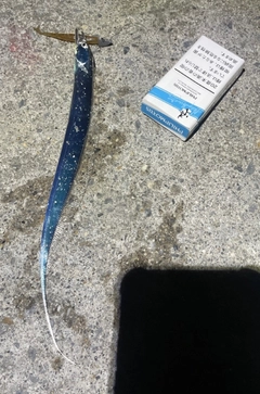 テンジクタチの釣果