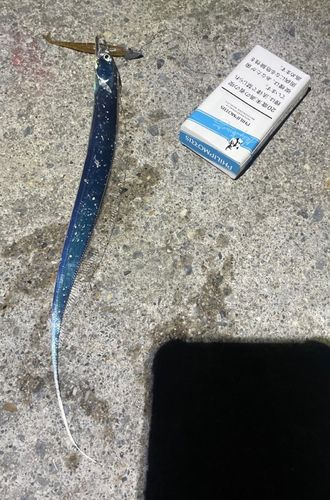 テンジクタチの釣果