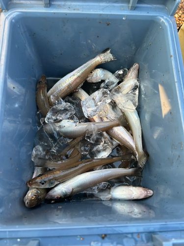 シロギスの釣果
