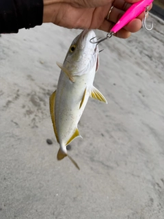 ショゴの釣果