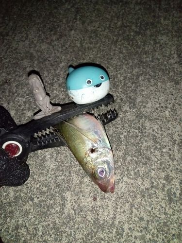 マアジの釣果