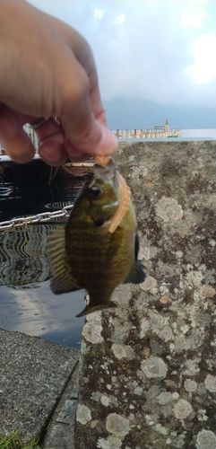 ブルーギルの釣果