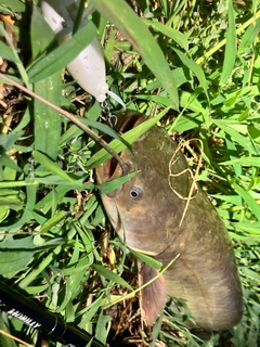 ナマズの釣果