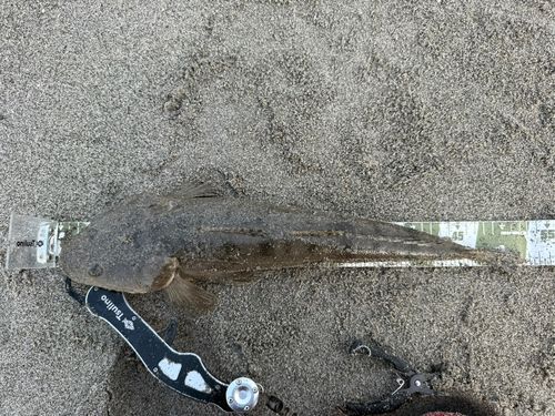 マゴチの釣果