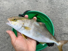 ショゴの釣果