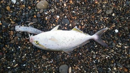 ショゴの釣果