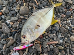 メッキの釣果
