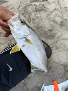 ショゴの釣果