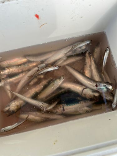 サバの釣果
