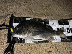 クロダイの釣果