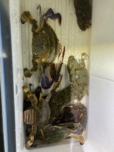 ワタリガニの釣果