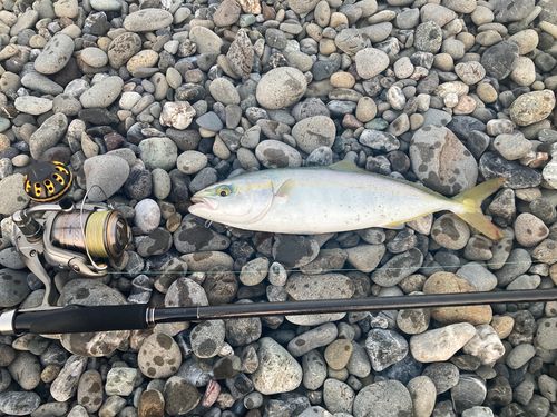 ワカナゴの釣果