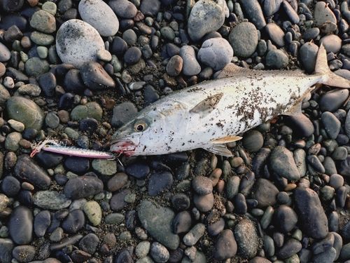 ワカシの釣果