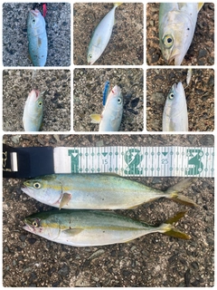 ツバスの釣果