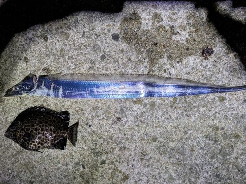 タチウオの釣果