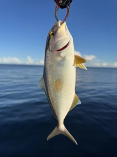 ネリゴの釣果