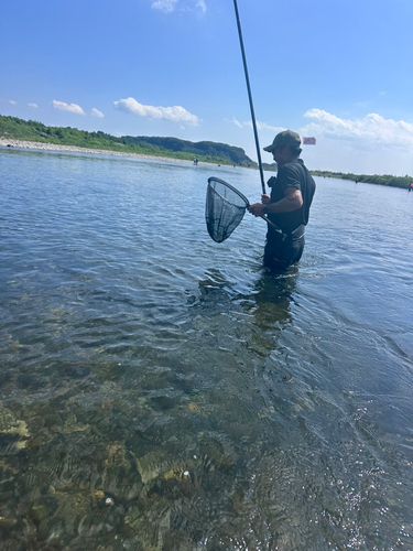 アユの釣果