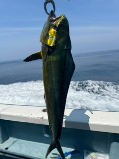 シイラの釣果