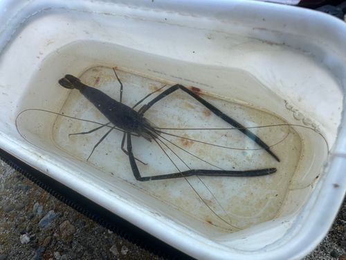 テナガエビの釣果