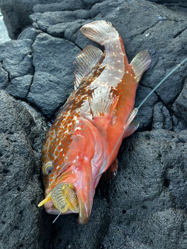 キジハタの釣果