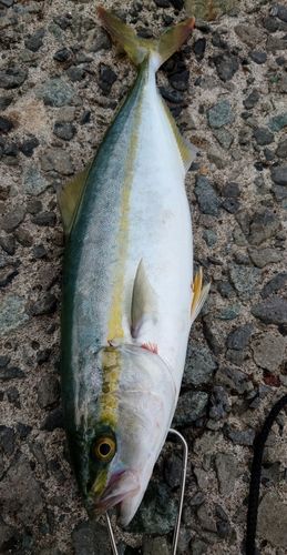 フクラギの釣果