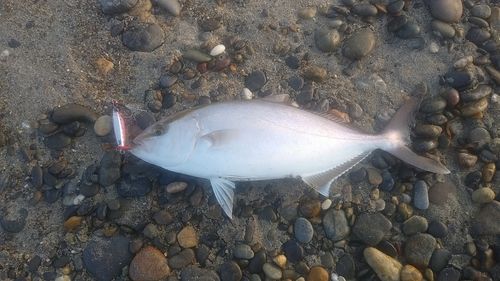 ショゴの釣果