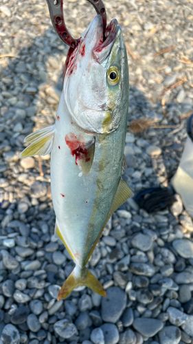 ワカシの釣果