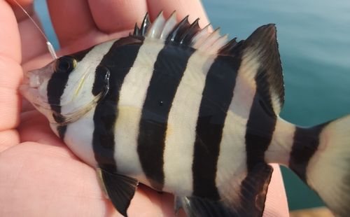 イシダイの釣果