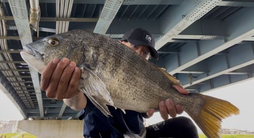 クロダイの釣果