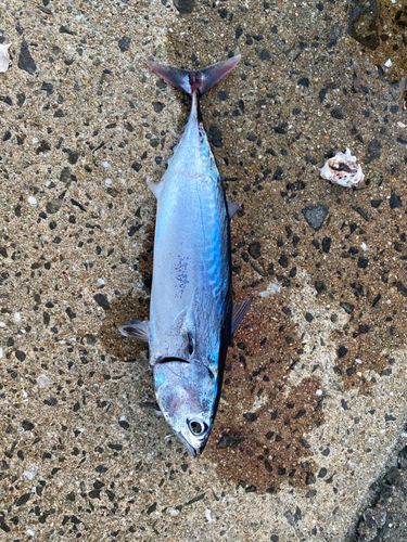 ソウダガツオの釣果