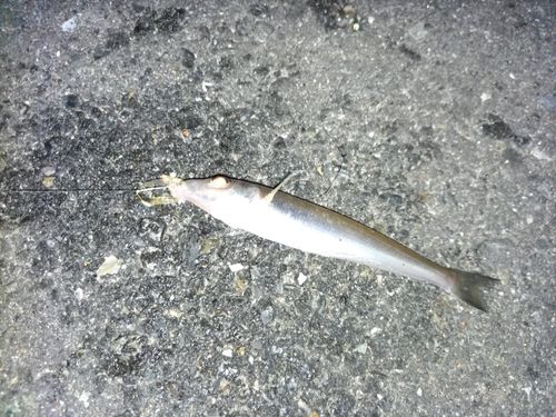 シロギスの釣果