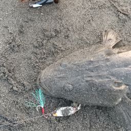 マゴチ