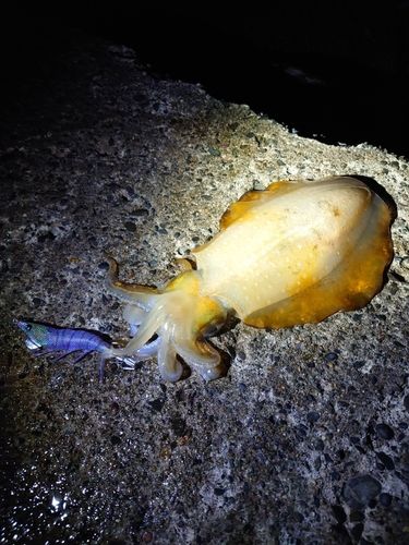 アオリイカの釣果
