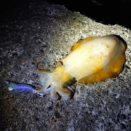 アオリイカ
