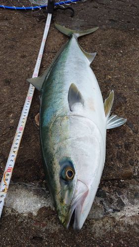 ブリの釣果